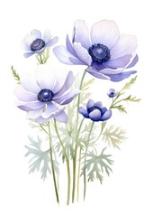 Wall Mural - watercolor illustration anemones bouquet, isolated on white background