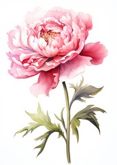 Wall Mural - watercolor illustration peony flower,isolated on white background
