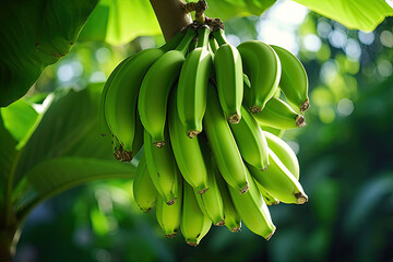 green bunch bananas hanging on a tree