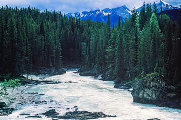 Poster - River in a coniferous forest in a mountainous landscape