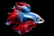 full color fighting fish on black back ground, generative AI
