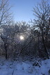 zimowe słońce przedzierające się przez drzewa 