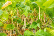 © BINGJHEN - Close-up of adzuki pods growing in the farmland of Wandan, Pingtung, Taiwan.