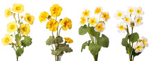 Yellow Primrose, Spring Flowers, Isolated Or White Background