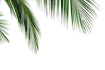 Wall Mural - leaf coconut tree isolated