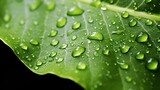 Fototapeta Na drzwi - Leaf with Morning Dew, Serene, Close-up, Tranquility, Freshness