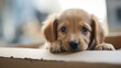 Sad and hungry homeless puppy lying on piece of cardboard box and dreaming about adoption and new home.