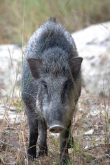 Close-up of a wild boar in a jungle