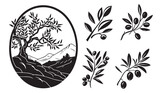 Fototapeta  - Olive branches with olives, black and white vector graphics, logo for an olive press