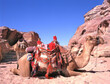 Camels in the middle of the Wadi Rum desert