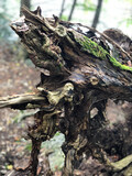Fototapeta Miasta - gnarled driftwood