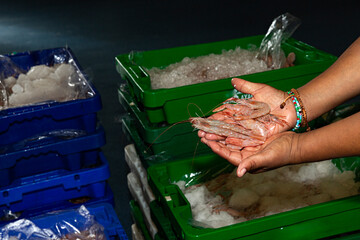 Poster - Manos con gambas frescas en lonja de pescado.