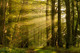 Fototapeta  - Sonnenstrahlen im Wald