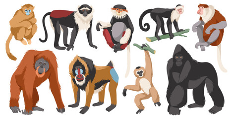 different monkeys breeds. cartoon ape characters, wild humanoid animals, different poses funny prima