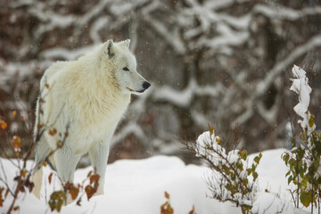  male Arctic wolf (Canis lupus arctos) he looks cheerful