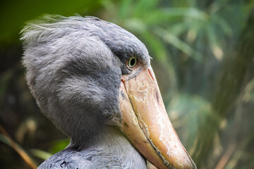 Wall Mural - Shoebill bird portrait - profile of big bird