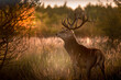 Noble deer with majestic antlers in serene nature

