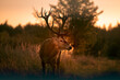 Noble deer with majestic antlers in serene nature
