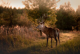 Fototapeta Konie - Noble deer with majestic antlers in serene nature
