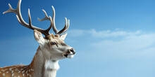 Deer Head In Profile Against A Clear Blue Sky, Banner With Copy Space