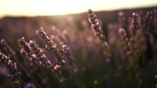 Lavandin Field Sunrise. Sunset Illuminates The Blooming Fields Of Lavender. Slow Motion, Dof, Close Up. Picturesque View Of The Endless Aromatic Fields Of Lavender.