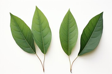 two green leaves and leaves move on white background,