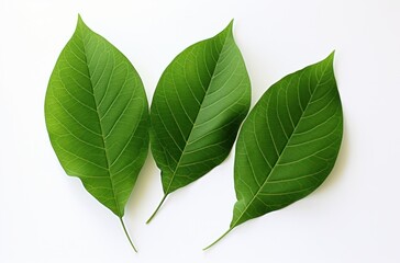 two green leaves and leaves move on white background,