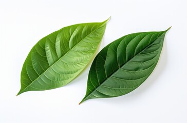 two green leaves and leaves move on white background,