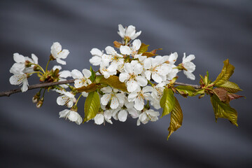 Poster - White spring blossoms on branch