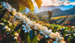 Coffee plantation blooming with white coffee flowers