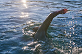 Fototapeta Mapy - Triathlon athlete swimming on lake in sunrise wearing wetsuit