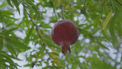 Wall Mural - Overripe pomegranate red colored fruit growing on tree branch with green leaves in farm garden close up view