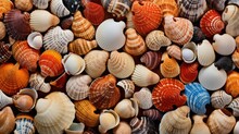 Background, Texture Of Shells. The Concept Of Rest, Vacation, Travel.