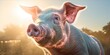 Pandemic Metamorphosis: Swine Flu Variant Detected, Triggering Unsettling Human-to-Pig Transformation and Unleashing a Global Health Crisis