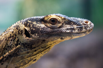 Naklejka na meble Close up of Juvenile Komodo Dragon
