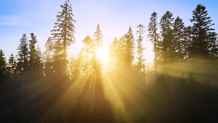 Wall Mural - Foggy pine woods at sunset with spruce trees and sun rays shining through branches in autumn mountains