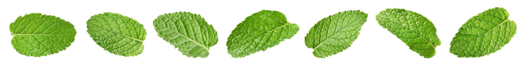 Wall Mural - Many fresh mint leaves isolated on white