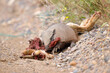 Armadillo eating carrion