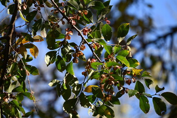 Canvas Print - Ulmus parvifolia (Lace bark elm) samara. Ulmaceae deciduous tree. Wind-pollinated flowers bloom in September, and the fruit ripens to light brown in late autumn.