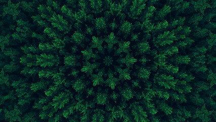 Green mandala. Foliage kaleidoscope. Tree crowns leaves texture round symmetrical graphic ornament on dark black abstract illustration background.