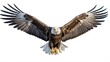 A spread-wing bald eagle soars in the sky. Isolated