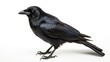 Side view of a Carrion Crow Corvus corone isolated