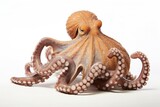 Fototapeta Do akwarium - Octopus