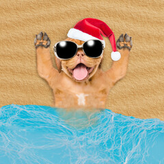 Poster - Happy Mastiff puppy wearing sunglasses and red santa hat lying on sandy tropical beach at ocean. Top down view