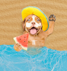 Poster - Happy Mastiff puppy wearing summer hat with suntan lotion or sun block on it face holds watermelon at sunny beach