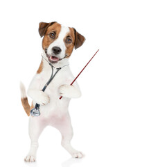 Wall Mural - Smart jack russell terrier puppy with stethoscope on his neck pointing away. isolated on white background