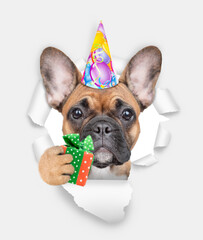Poster - French bulldog puppy wearing party cap looking through the hole in white paper and holds gift box