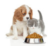 Cavalier King Charles Spaniel sits with tiny kitten look at bowl of dry pets food. isolated on white background