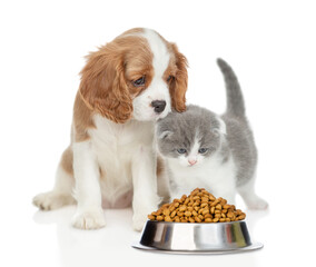 Wall Mural - Cavalier King Charles Spaniel sits with tiny kitten look at bowl of dry pets food. isolated on white background