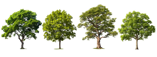 Collection of PNG. Tree isolated on a transparent background.